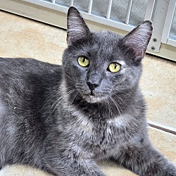 Photo of GRAYSIE - ADOPTED