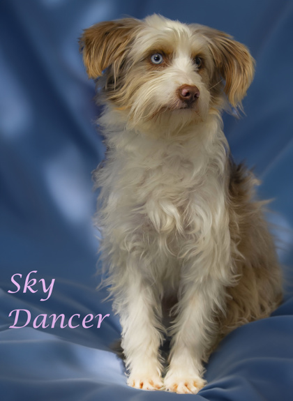 Thumbnail photo of Sky Dancer (D23-217) #3