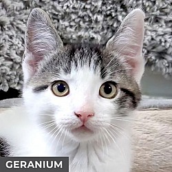 Photo of Geranium