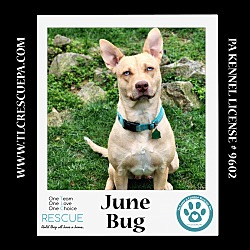 Photo of June Bug (Mom to June Bug's Bugs Life Pups) 012723