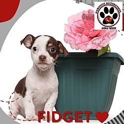 Thumbnail photo of FIDGET #2