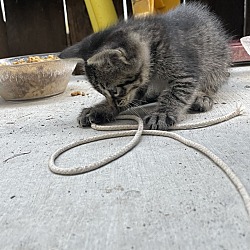 Thumbnail photo of Tabby Kitten Pair #3