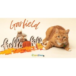 Thumbnail photo of Garfield #1