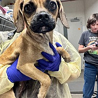 adopt a pet