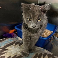 adopt a pet