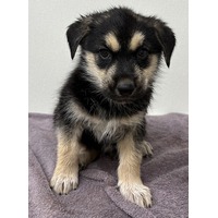 adopt-pet