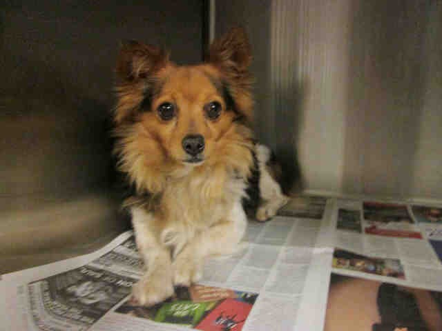 german shepherd older dogs for sale