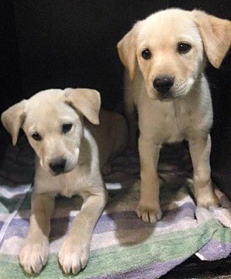 golden labs for adoption near me