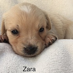 Thumbnail photo of Zara #2