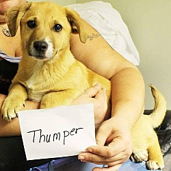 Thumbnail photo of Thumper #1