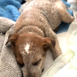 Thumbnail photo of 3 Blue Heeler pups #3