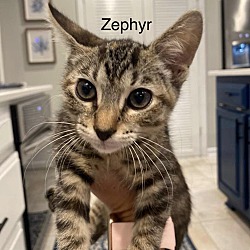Thumbnail photo of Zephyr #4