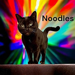 Photo of Noodles