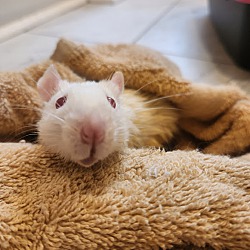 Thumbnail photo of Rats #1
