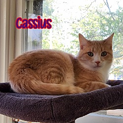 Thumbnail photo of Cassius #3
