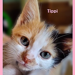 Thumbnail photo of Tippi #3