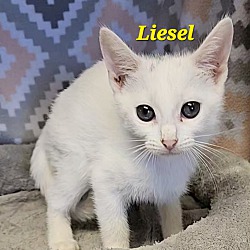 Thumbnail photo of Liesel #1