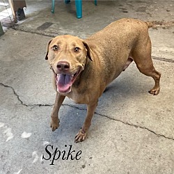 Thumbnail photo of Spike #3