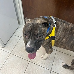 Thumbnail photo of Maxwell  NEEDS FOSTER #3