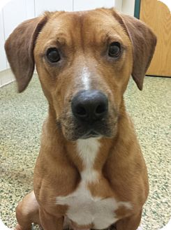 Cincinnati, OH - Labrador Retriever. Meet Ranger a Pet for ...