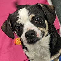 adopt a pet
