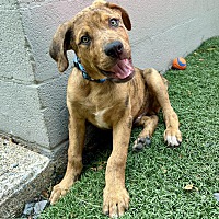 adopt a pet