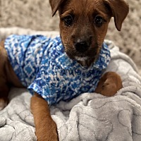 adopt a pet
