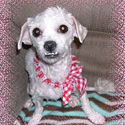 Thumbnail photo of Adopted!!Blossom - IN #1