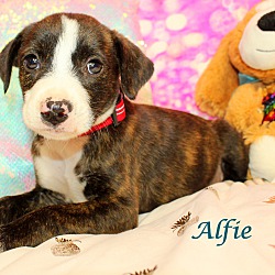 Thumbnail photo of Alfie~adopted! #2