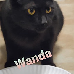 Thumbnail photo of Wanda #1
