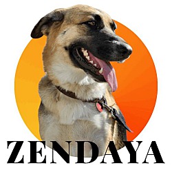 Thumbnail photo of Zendaya #1