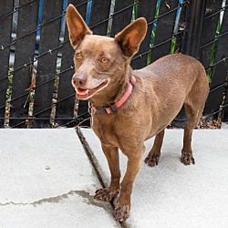 Photo of WALLACE bonded to GROMIT