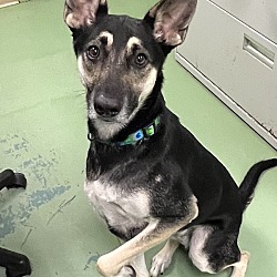 Photo of Stitch