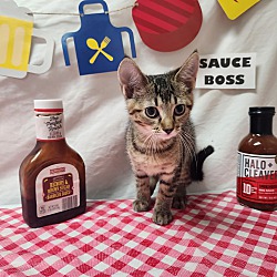 Thumbnail photo of Sauce Boss #4