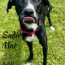 Thumbnail photo of Sadie Mae #2