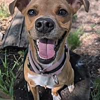 adopt a pet