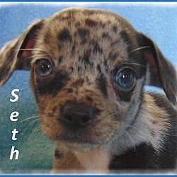 Thumbnail photo of Seth-Adoption Pending #2