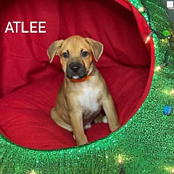 Photo of Atlee