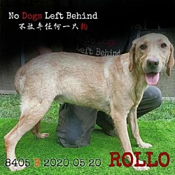 Photo of Rollo 8405