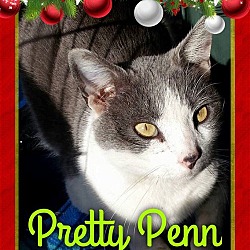 Thumbnail photo of Penn #4