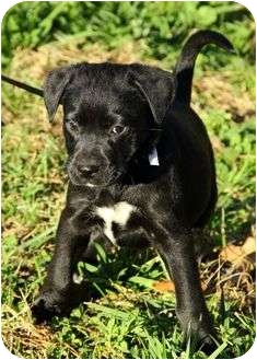 irish wolfhound mix puppies