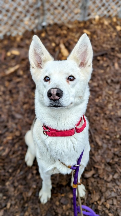 Cincinnati, OH - Mixed Breed (Large). Meet Roxie a Pet for Adoption ...