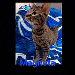 Photo of Magneta