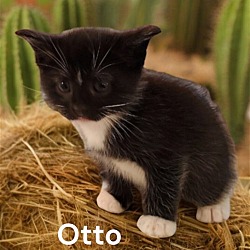 Photo of Otto