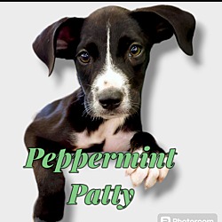 Photo of Peppermint Patty