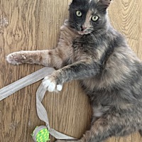 adopt a pet