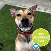adopt a pet