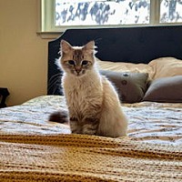 adopt a pet