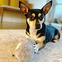 adopt a pet