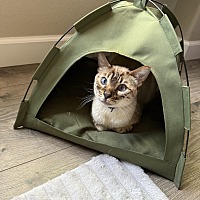 adopt a pet